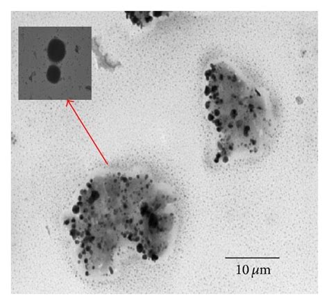 Tem Images A Naked Nps In Sbfs Ph B Naked Nps In Plasma