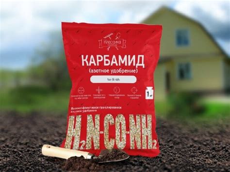Красавицы-хосты: чем подкормить растения для шикарной пышной листвы ...