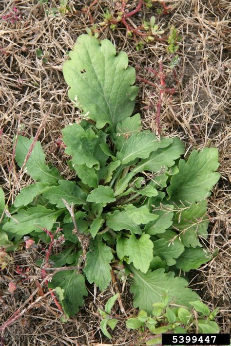 Rosette Forming Weeds Of Early Spring Cornell Weed Identification