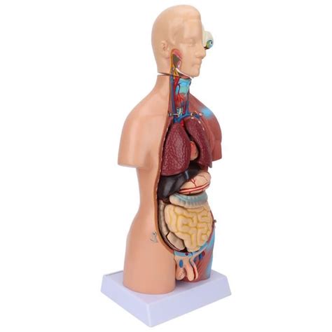 Pwshymi Mod Le De Corps Humain Mod Le De Torse Humain Mod Le D Anatomie