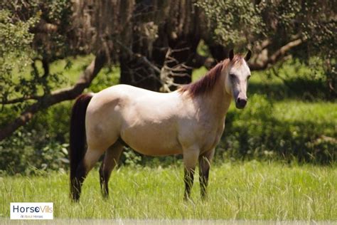 Buckskin Horse Facts, Origins & Colors (W/ Pictures & Videos)