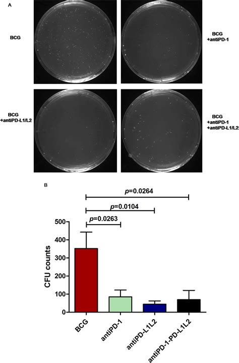 Inhibition Of Pd 1pd L Pathway Helped To Control Bcg Replications When