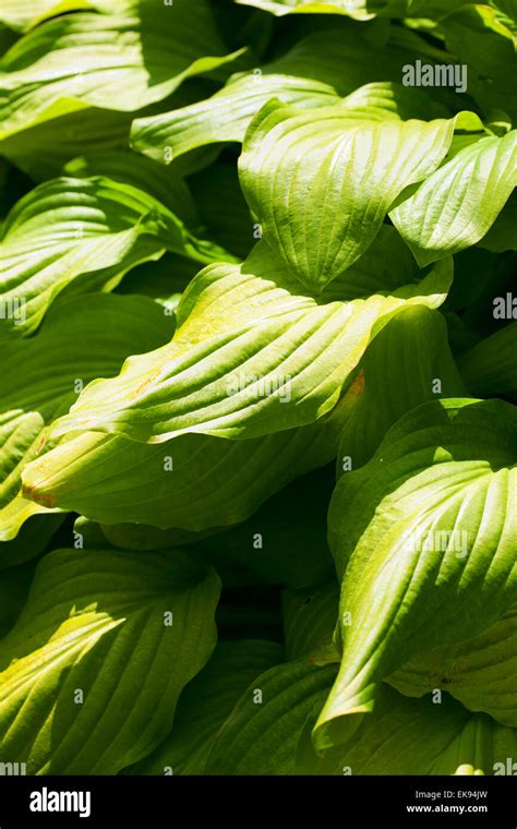 Background Of Green Leaves Stock Photo Alamy