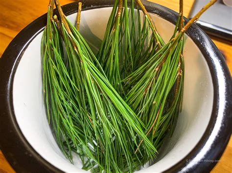 How To Make Pine Needle Tea Healthy Forest Foods