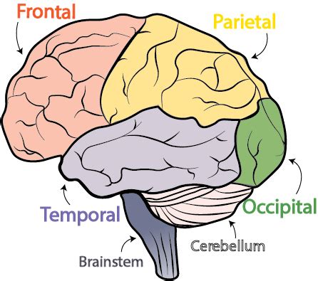 The Cerebellum Structure Position Vasculature, 50% OFF