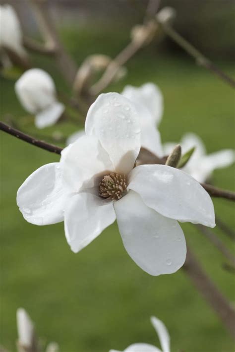 Flowering Magnolias 7 Favorite Trees To Plant Gardenista