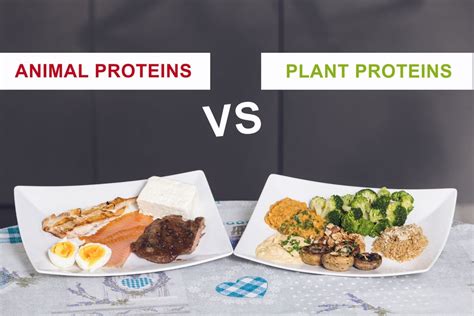 Plant Based Protein Vs Animal Based Protein Heart Health