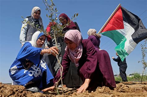 The Story Of Palestines Colonization And Resistance Is Embodied In The Trees Truthout