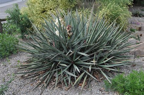 Banana Yucca