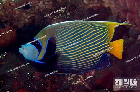 Emperor Angelfish Liberty Wreck Dive Site Tulamben Seraya Bali