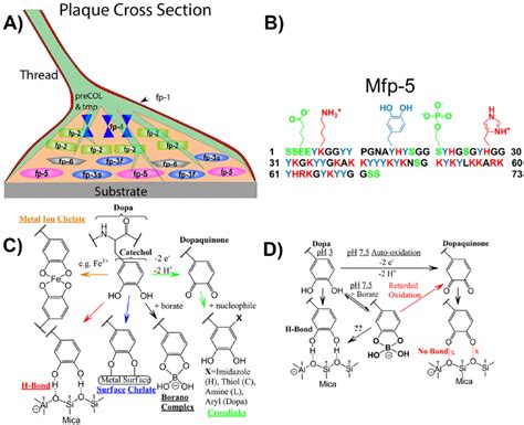 A Schematic Overview Of Dopa Proteins And Dopa In Mussel Adhesion A Download Scientific