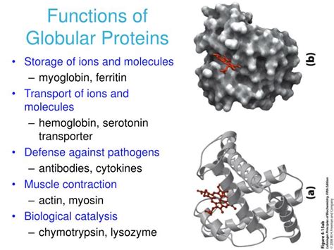 PPT - CHAPTER 5 Function of Globular Proteins PowerPoint Presentation - ID:591912