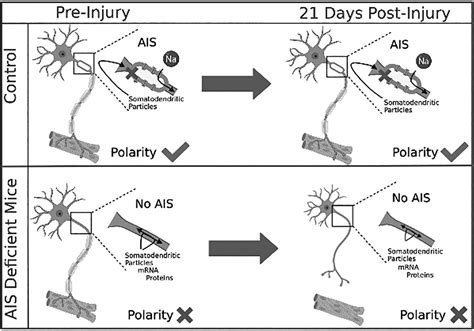 The Axon Initial Segment Plays A Dynamic Role In Peripheral Motor