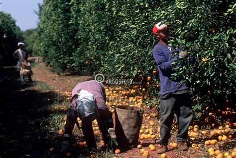 Colheita De Laranja Argosfoto