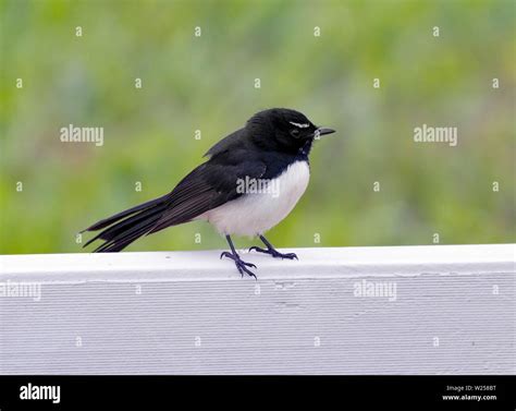 Queensland Willie Wagtail Hi Res Stock Photography And Images Alamy