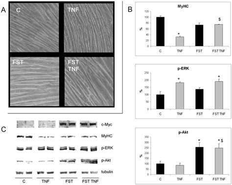 Follistatin Overexpression Prevents TNFa Induced MyHC Loss Without