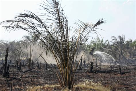 KEBAKARAN LAHAN DI PERKEBUNAN SAWIT ANTARA Foto