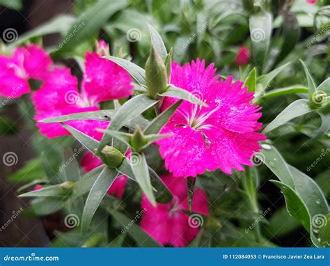 Pink Carnation Flower In Garden Stock Image Image Of Pink Colors