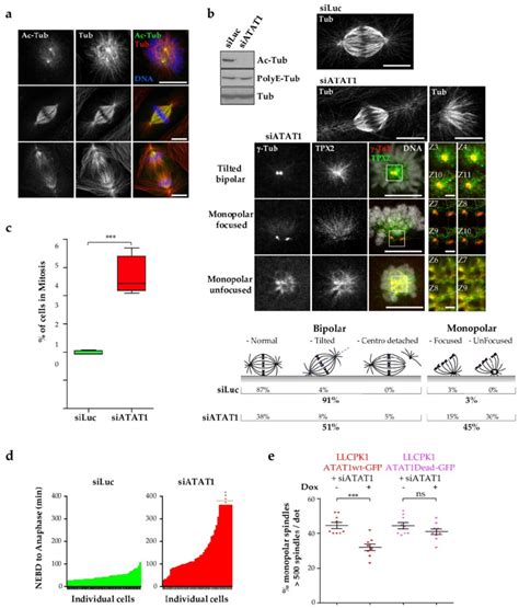 Atat1 Depletion Induces Mitotic Defects A Maximum Intensity