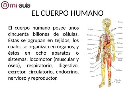 Apunte Estructura De Nuestro Cuerpo Humano Nb Cmn Ppt