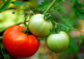 Tomato Allergy | Symptoms and Treatment