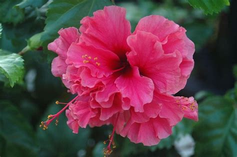 A Pink Flower With Green Leaves In The Background