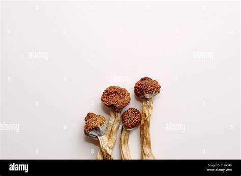 Microdosing Concept Dry Psilocybin Mushrooms On White Background