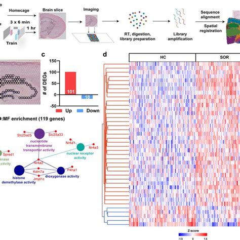 Pseudobulk Rna Seq Analysis Of Spatial Transcriptomic Data Defines