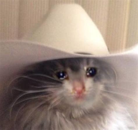 Cat With Cowboy Hat Crying - All About Cow Photos