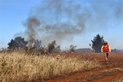 Conaf abre calendario de quemas de desechos agrícolas y forestales en