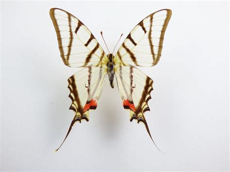 eurytides orthosilaus male aureus butterflies insects