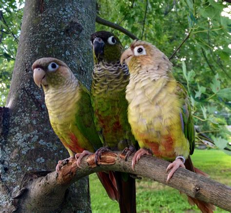 Green Cheek Conures By Annie Gavin Pet Birds Conure Parrots