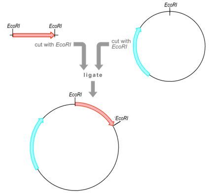 vector definition biology  vectorifiedcom collection  vector