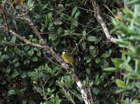 Yellow Eared Bulbul Ebird