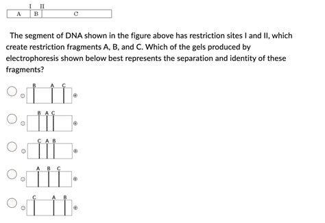 Solved The Segment Of Dna Shown In The Figure Above Has Restriction