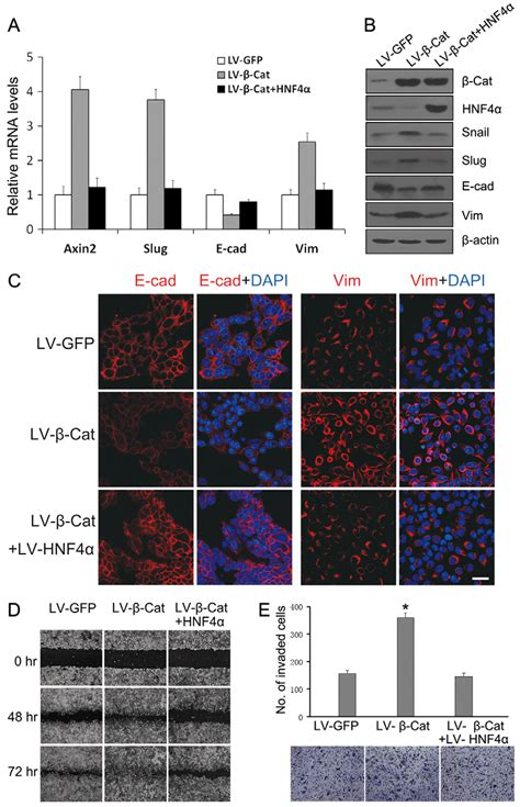 The Regulatory Interaction Between Wntb Catenin Signaling And HNF4a