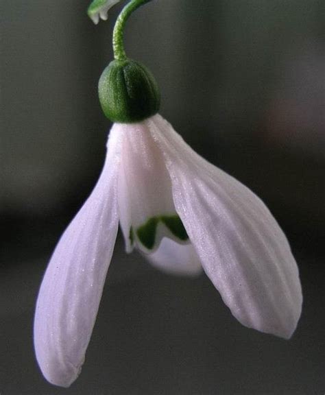 PlantFiles Pictures Galanthus Species Elwes S Snowdrop Giant