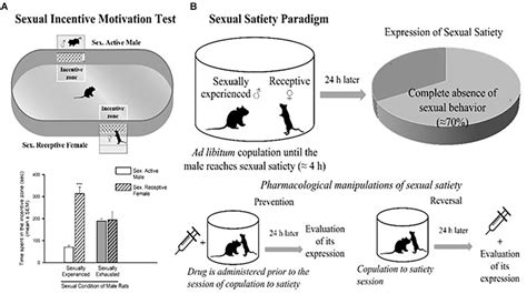 Sexual Incentive Motivation Test A And Sexual Satiety Paradigm B Download Scientific