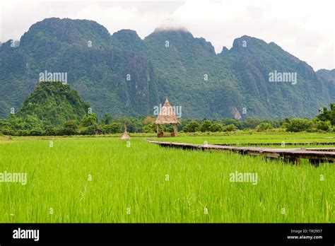 Green Rice Field And Wood Bridge In Countryside Agriculture Farmland