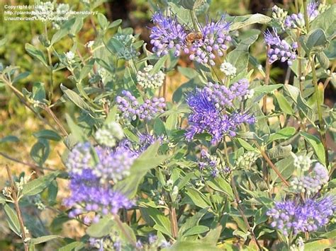 Full Size Picture Of Blue Mist Spiraea Bluebeard Longwood Blue Caryopteris X Clandonensis