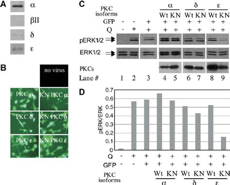 Pkc Isoform Mediates Grm Induced Erk Activation In Melanoma