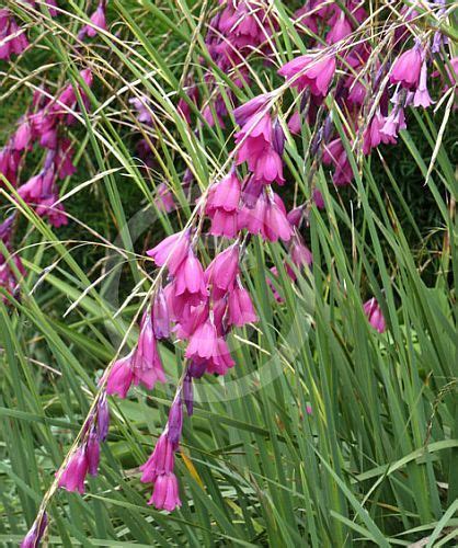 Dierama pendulum