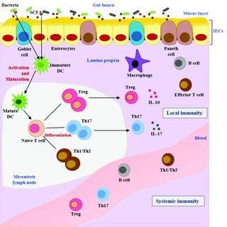 Gut Microbiome And The Host Immunity Gut Bacteria Themselves Or Their