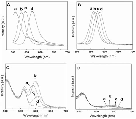 Photoluminescence Spectra Of Colloidal Cdse Nanocrystals During Their