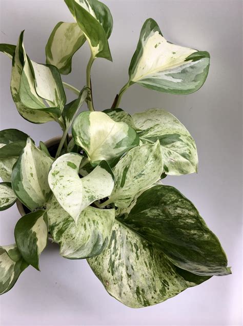 Pothos Varieties Identification Guide Care Tips House Plant House