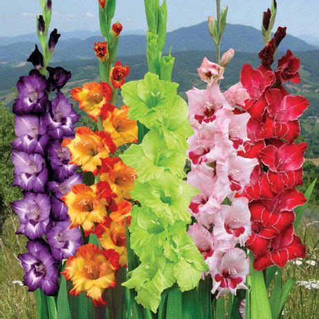 Gladiolus or “Glads” are Bright Colors Popular Flowers- Charismatic Planet