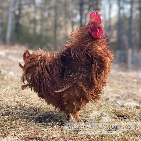 Murray Mcmurray Hatchery Red Frizzle Cochin Bantams