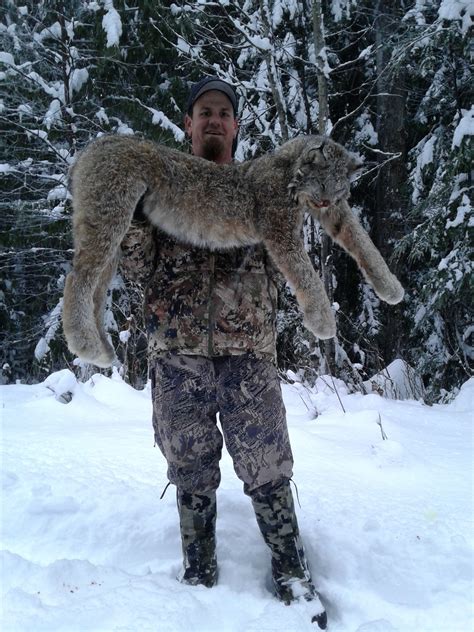 Lynx Hunts | BC Guided Hunting | BC Hunts | Moose, Goat, Bear and more