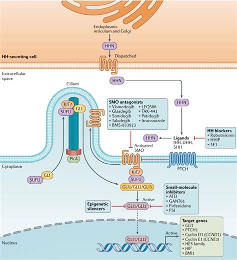 Targeting Signalling Pathways Of Cancer Stem Cells Boc Sciences