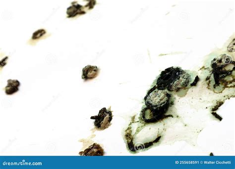 Pigeon Droppings Dirty Pigeon Bird Poop Concept Stock Image Image